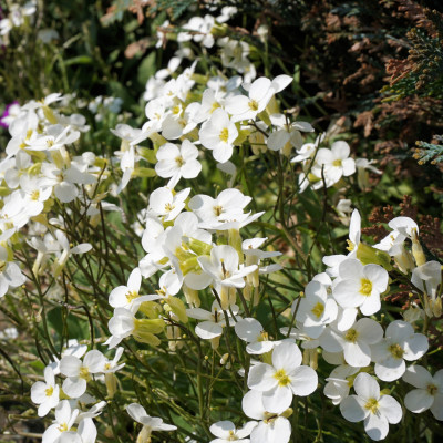 Kaukasus Gänsekresse