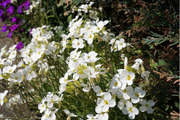 Kaukasus Gänsekresse