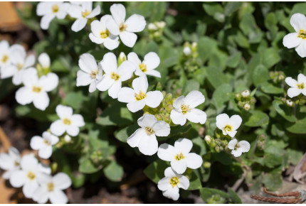 Caucasian rockcress