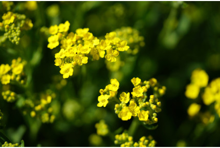 Rock alyssum