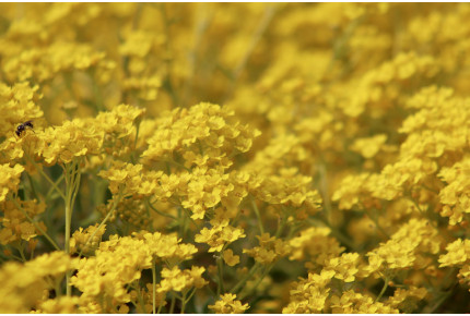 Rock alyssum
