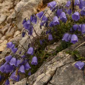 Karpaten Glockenblume