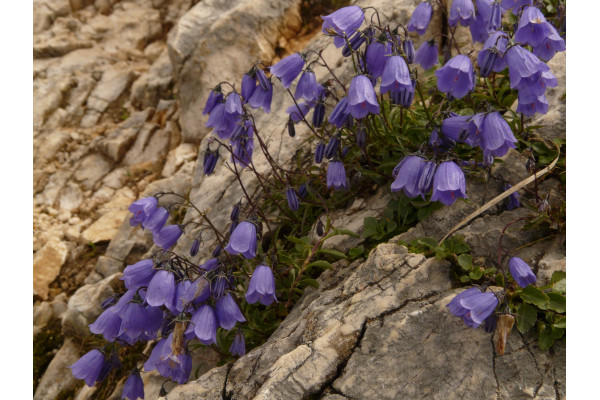 Karpaten Glockenblume