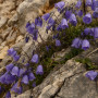 Karpaten Glockenblume