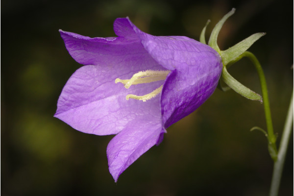 Karpaten Glockenblume