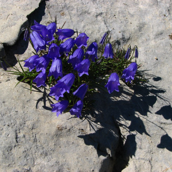 Karpaten Glockenblume