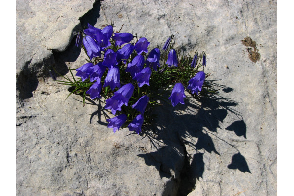 Karpaten Glockenblume