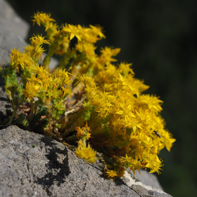 Scharfer Mauerpfeffer