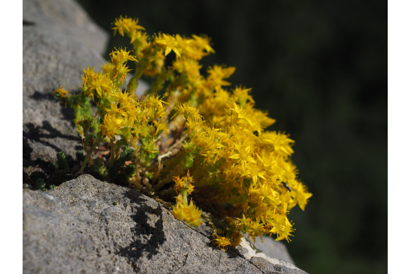 Scharfer Mauerpfeffer