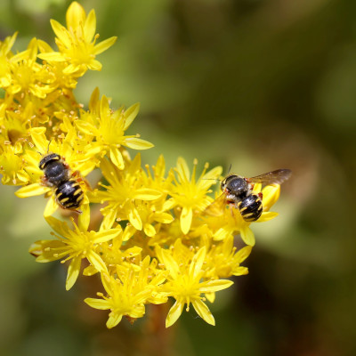 Scharfer Mauerpfeffer