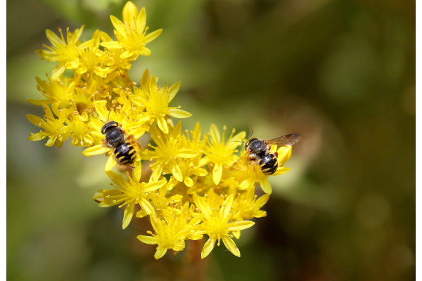 Scharfer Mauerpfeffer