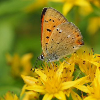 Scharfer Mauerpfeffer
