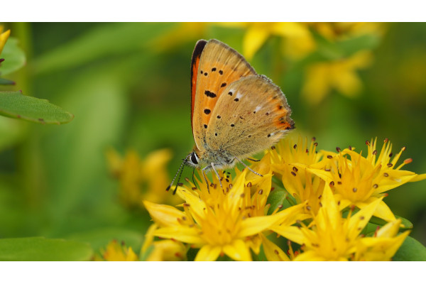Scharfer Mauerpfeffer