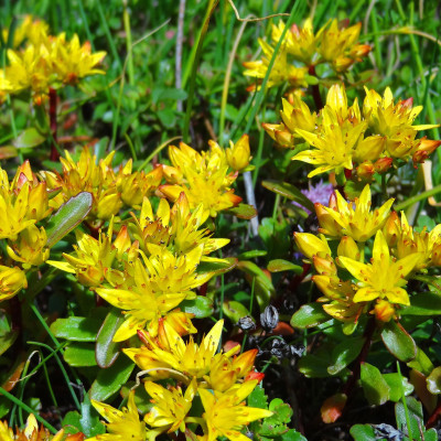Scharfer Mauerpfeffer
