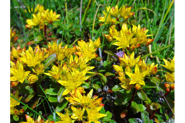 Scharfer Mauerpfeffer