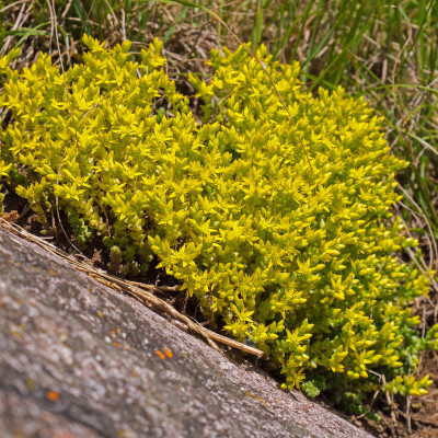Scharfer Mauerpfeffer