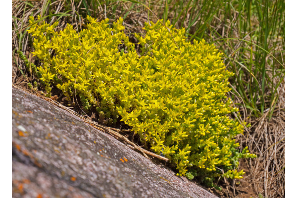 Scharfer Mauerpfeffer