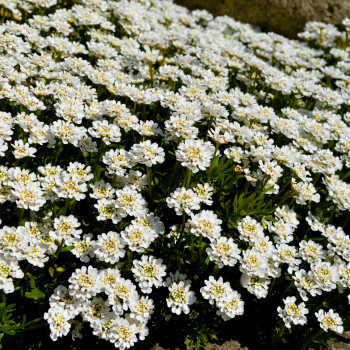 Schleifenblume