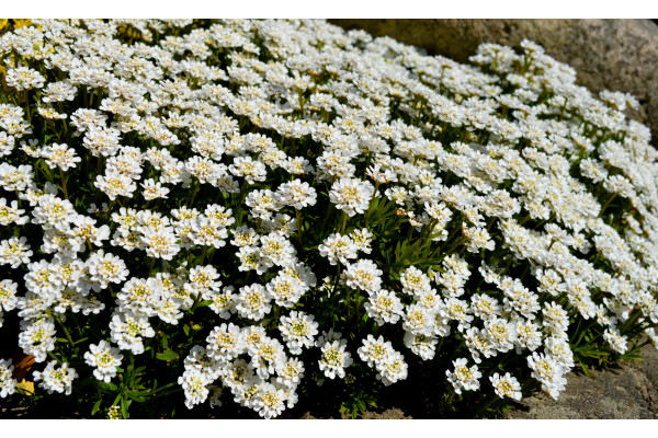 Schleifenblume