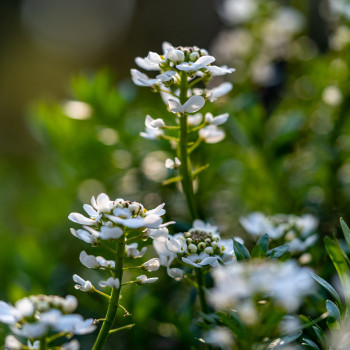 Schleifenblume