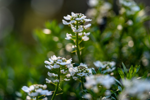 Schleifenblume