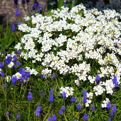 Schleifenblume