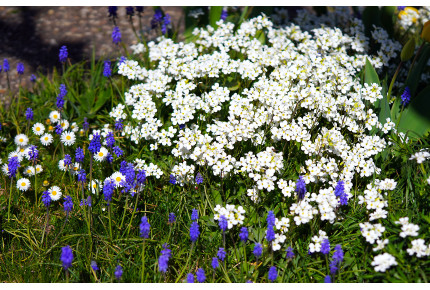 Candytuft