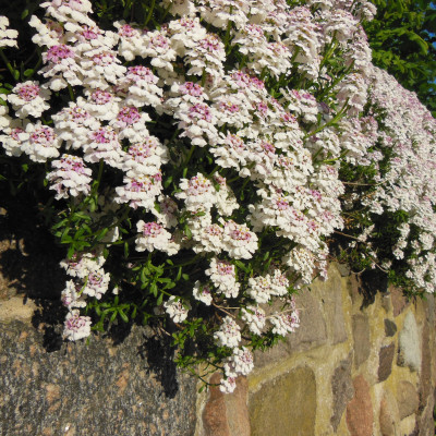 Schleifenblume