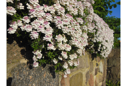 Candytuft