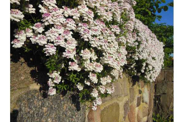 Schleifenblume