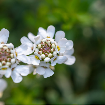 Schleifenblume