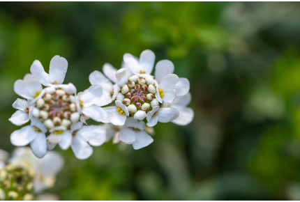 Candytuft