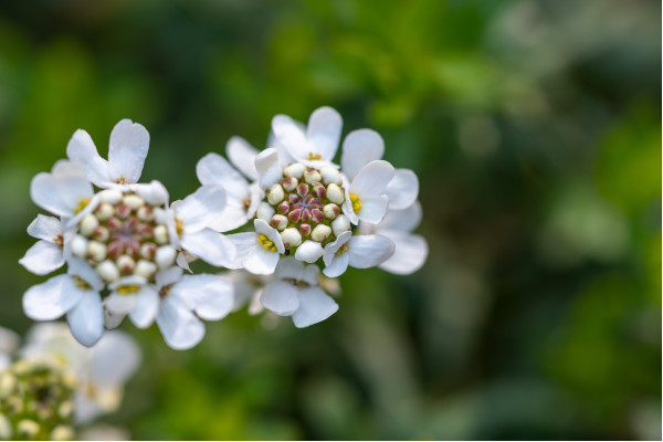 Schleifenblume