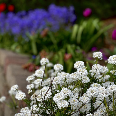 Schleifenblume