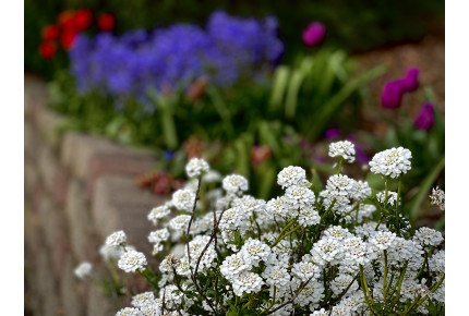 Candytuft