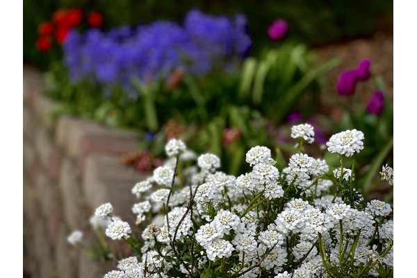 Schleifenblume