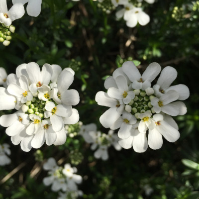 Schleifenblume