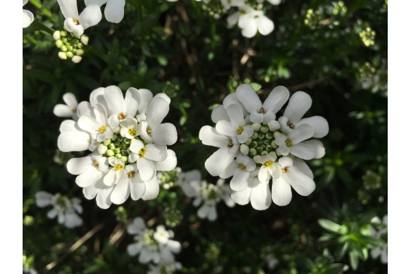 Schleifenblume