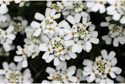Candytuft