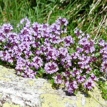 Sand Thymian