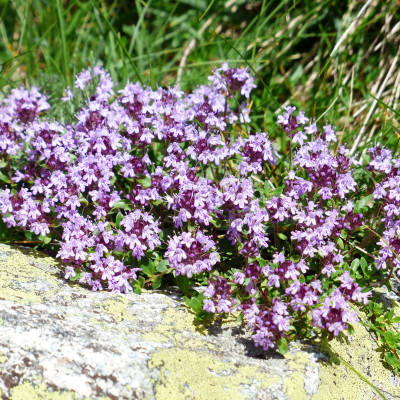 Sand Thymian