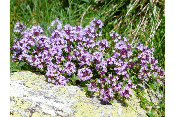 Sand Thymian