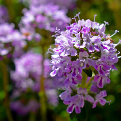 Sand Thymian