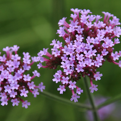 Sand Thymian