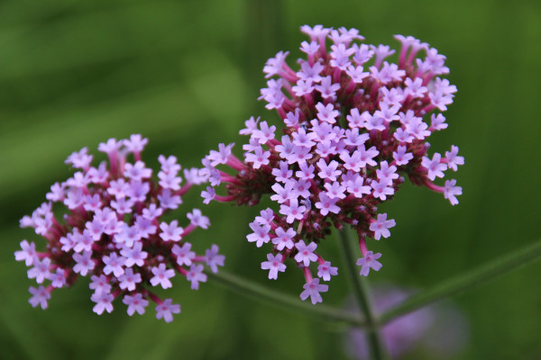 Sand Thymian
