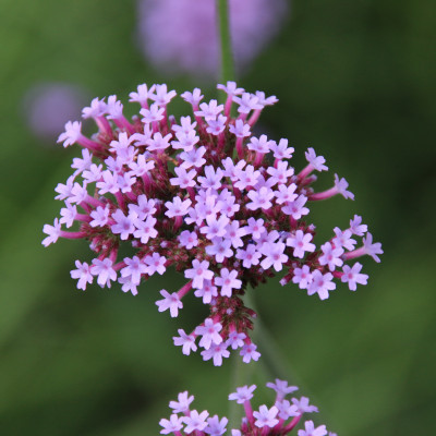 Sand Thymian