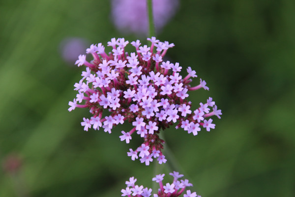 Sand Thymian