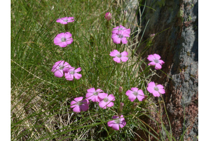 Rock carnation