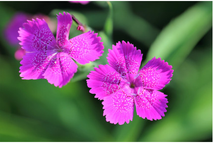 Rock carnation