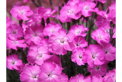 Rock carnation